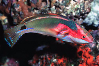 Cirrhilabrus Exquisitus