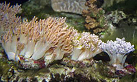 Cladiella