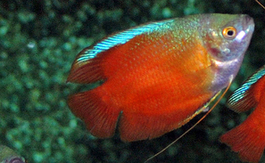 Colisa lalia