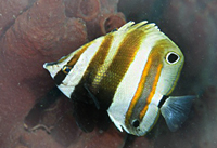 Coradion Melanopus