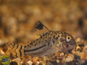 Corydoras julii