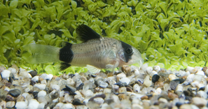 Corydoras panda