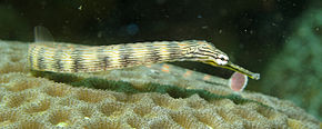 Corythoichthys haematopterus 