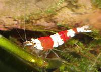 Caridina red bee
