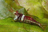 Crevette Caridina spongicola