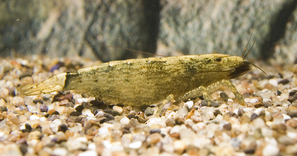 Crevette bambou Atyopsis moluccensis