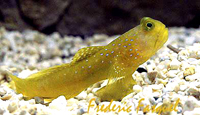 Cryptocentrus cinctus 