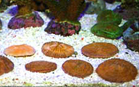 Fungia sp orange