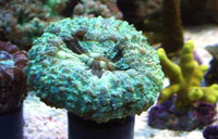 Cynarina lacrymalis vert