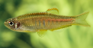 Danio choprae