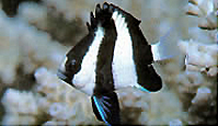Dascyllus aruanus
