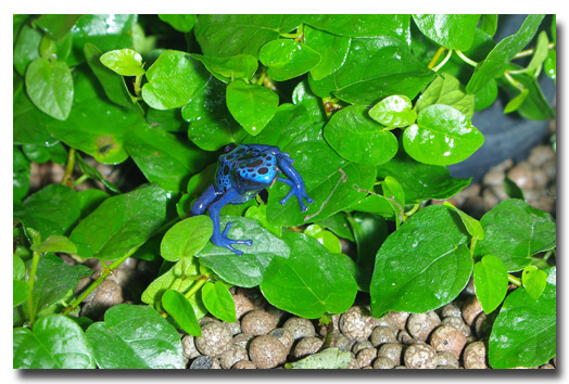 Dendrobate Azureus