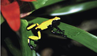 Grenouille jaune et noire