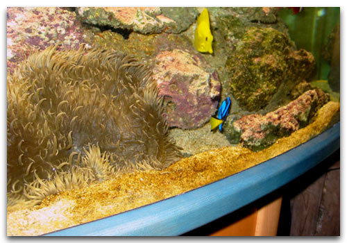 Diatomées envahissant le sable d'un aquarium marin