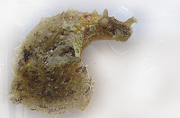 Dolabella auricularia