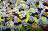 Duncanopsammaia axifuga green polyps