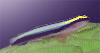 Elacatinus evelynae elevage france