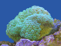 Entacméa quadricolor verte