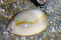 Cyprea annulus 