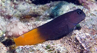 Escenius bicolor