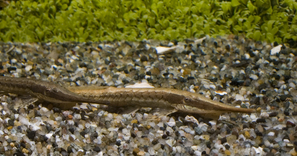 FARLOWELLA ACUS
