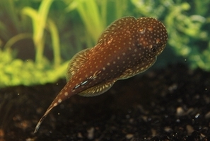 GASTROMYZON PUNCTULATUS