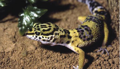 Gecko léopard sur TerraSand rouge