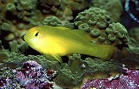 Gobiodon okinawe