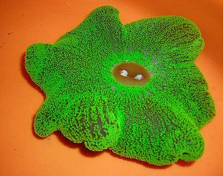 Green Carpet Anemone