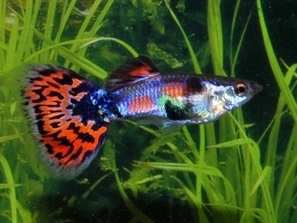 Guppy bleu queue tachetée