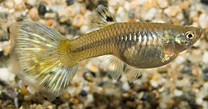 Guppy femelle