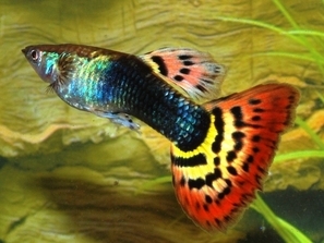 Guppy tuxedo queue tachetée