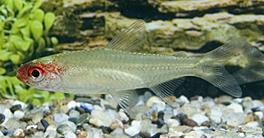 HEMIGRAMMUS BLEHERI sauvage