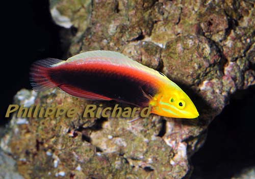 Halichoeres iridis