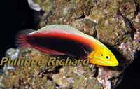 Halichoeres iridis