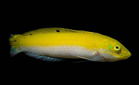 Halichoeres leucoxanthus