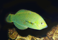 Halichoeres melanurus