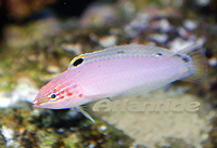 Halichoeres trispilus