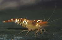 Caridina Honey bee