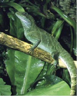Iguane