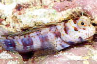 Istiblennius chysospilos 