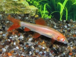 Labeo frenatus albinos