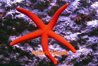 Linckia rouge