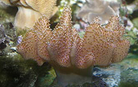 Lobophytum sp - Long finger white polypes