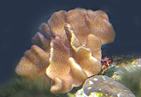 Lobophytum