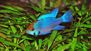 Microgeophagus ramirezi electrique bleu