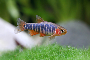 MICRORASBORA KYAWI BLEU BURMESE