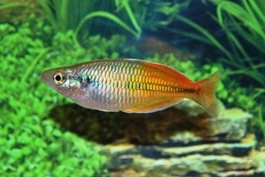 Melanotaenia boesemani