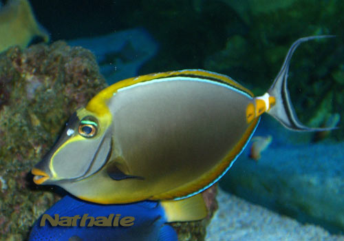 Naso lituratus