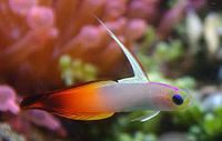 Nemateleostris magnifica 